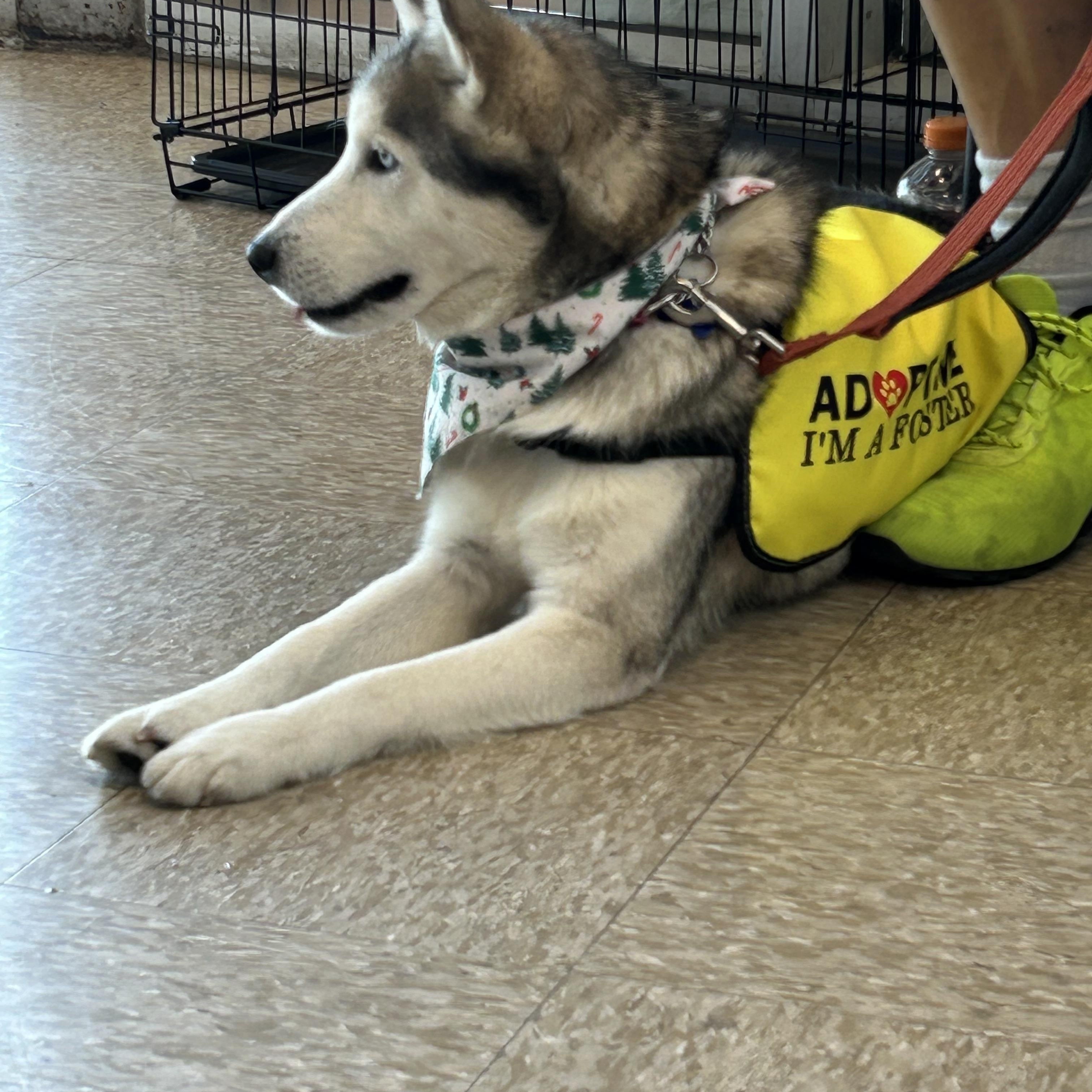 Enlarge Rudy, a ADOPTABLE Siberian Husky in Forney, TX image 3/3