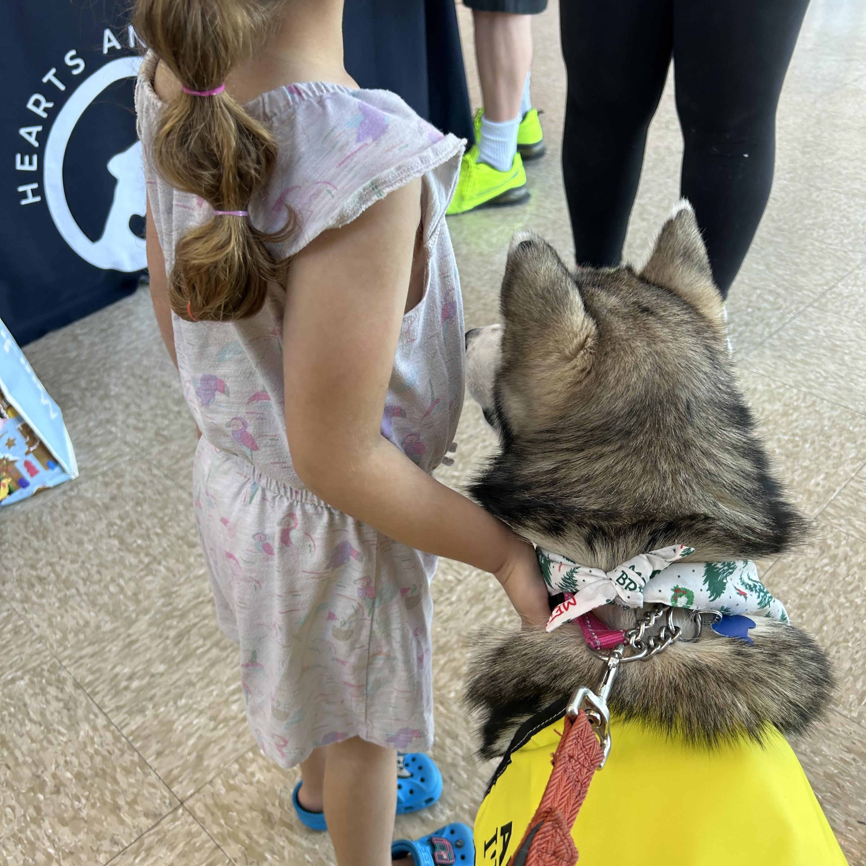 Enlarge Rudy, a ADOPTABLE Siberian Husky in Forney, TX image 2/3