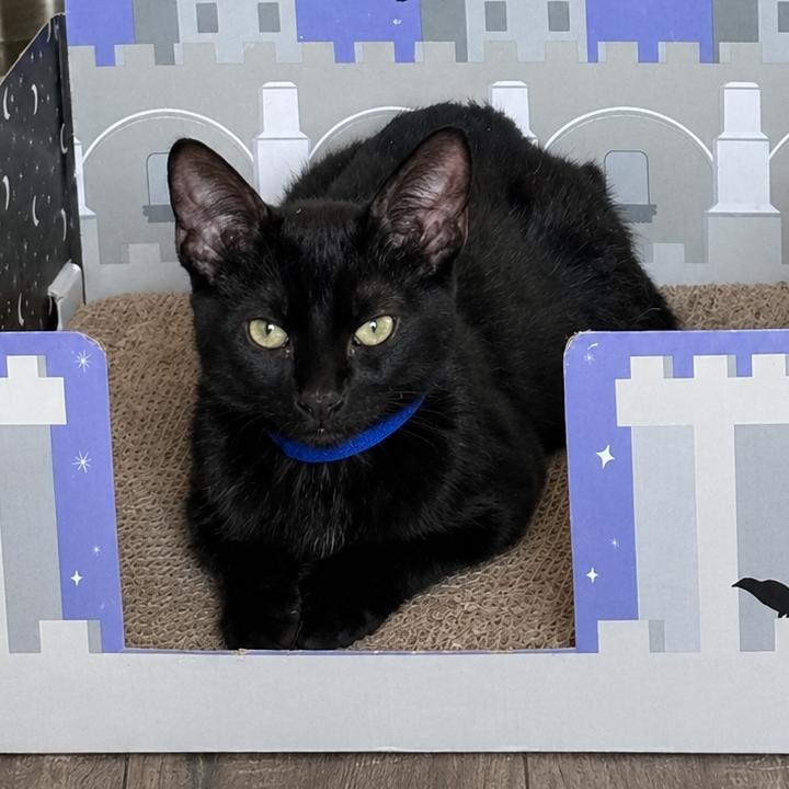 Enlarge Marble, a Adoptable Domestic Short Hair in Long Beach, CA image 1/4
