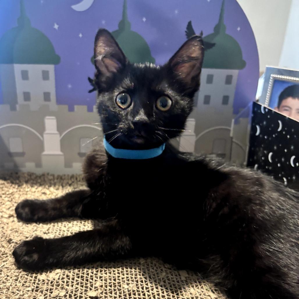 Enlarge Marble, a Adoptable Domestic Short Hair in Long Beach, CA image 2/4