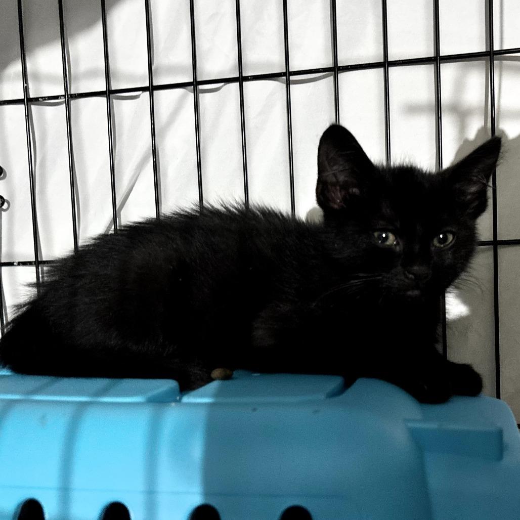 Enlarge Marble, a Adoptable Domestic Short Hair in Long Beach, CA image 3/4