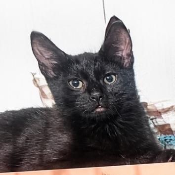 Enlarge Marble, a Adoptable Domestic Short Hair in Long Beach, CA image 4/4