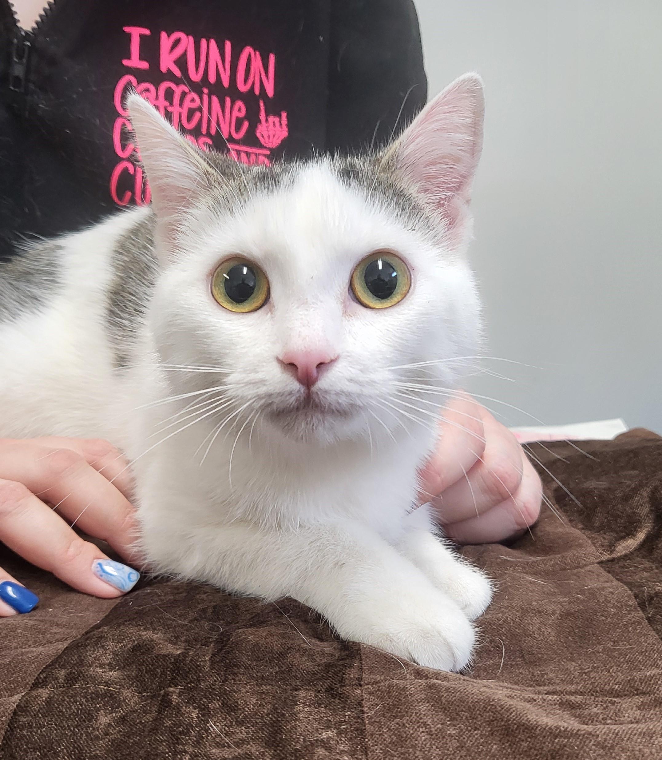 Enlarge Thyme, a ADOPTABLE mixed breed in Carsonville, MI image 2/2