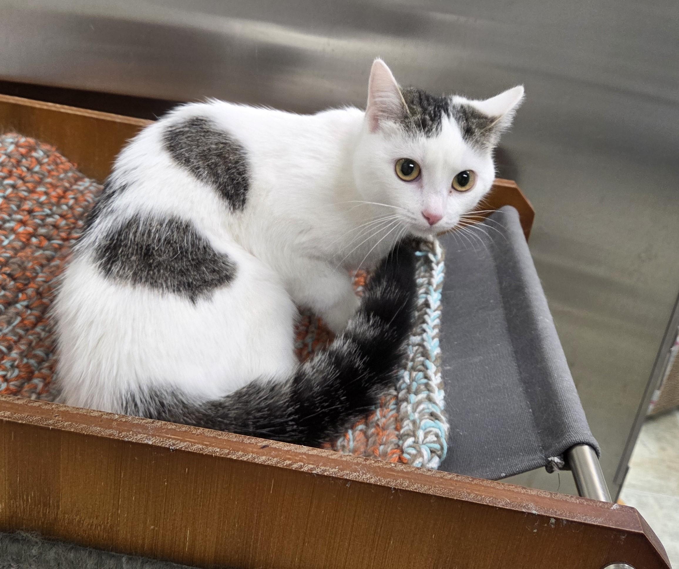 Enlarge Thyme, a ADOPTABLE mixed breed in Carsonville, MI image 1/2