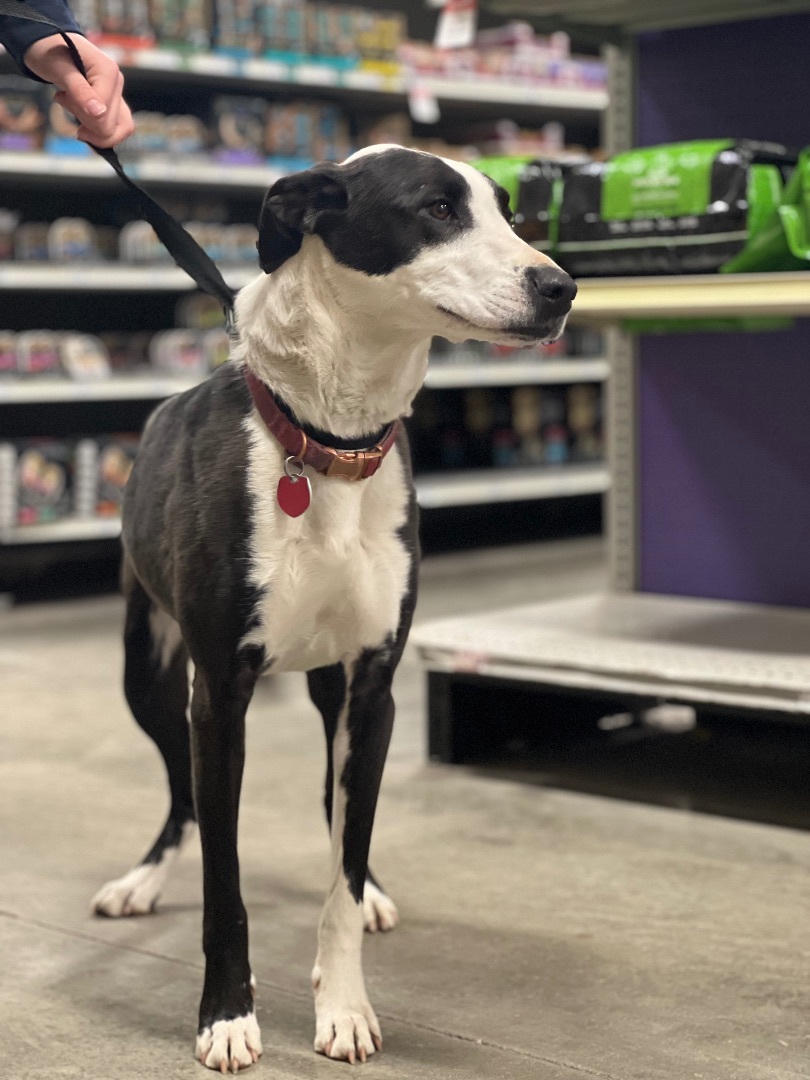 Enlarge Kya, an adoptable mixed breed in Zimmerman, MN image 1/4