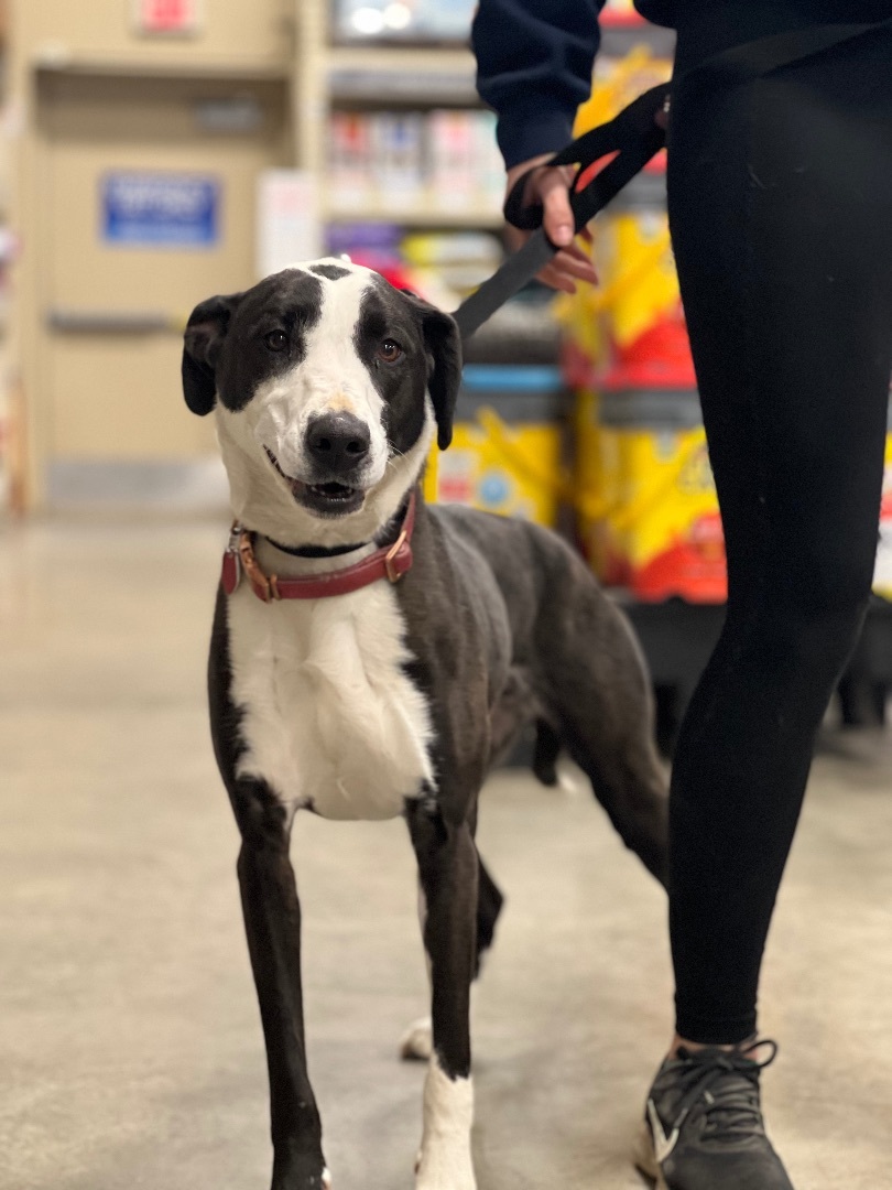 Enlarge Kya, an adoptable mixed breed in Zimmerman, MN image 2/4