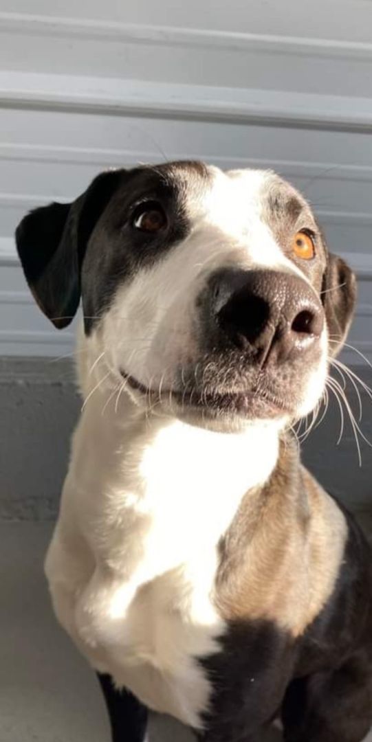 Enlarge Kya, an adoptable mixed breed in Zimmerman, MN image 3/4