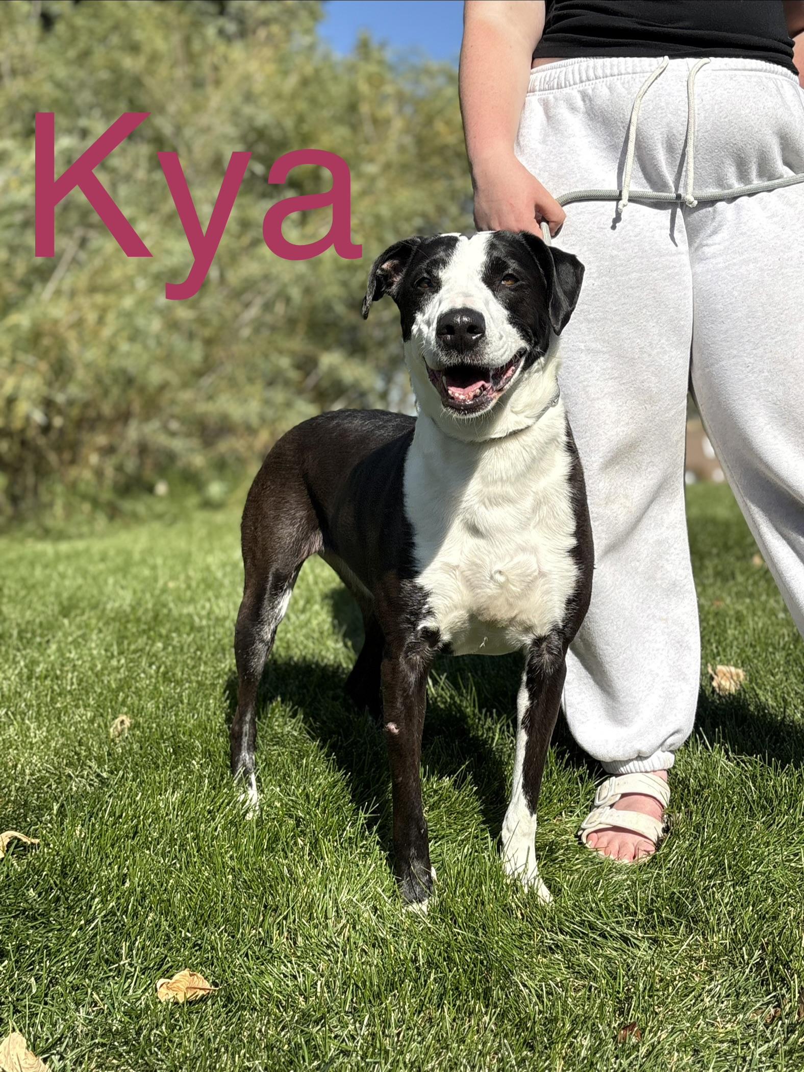 Enlarge Kya, a Adoptable mixed breed in Zimmerman, MN image 1/6