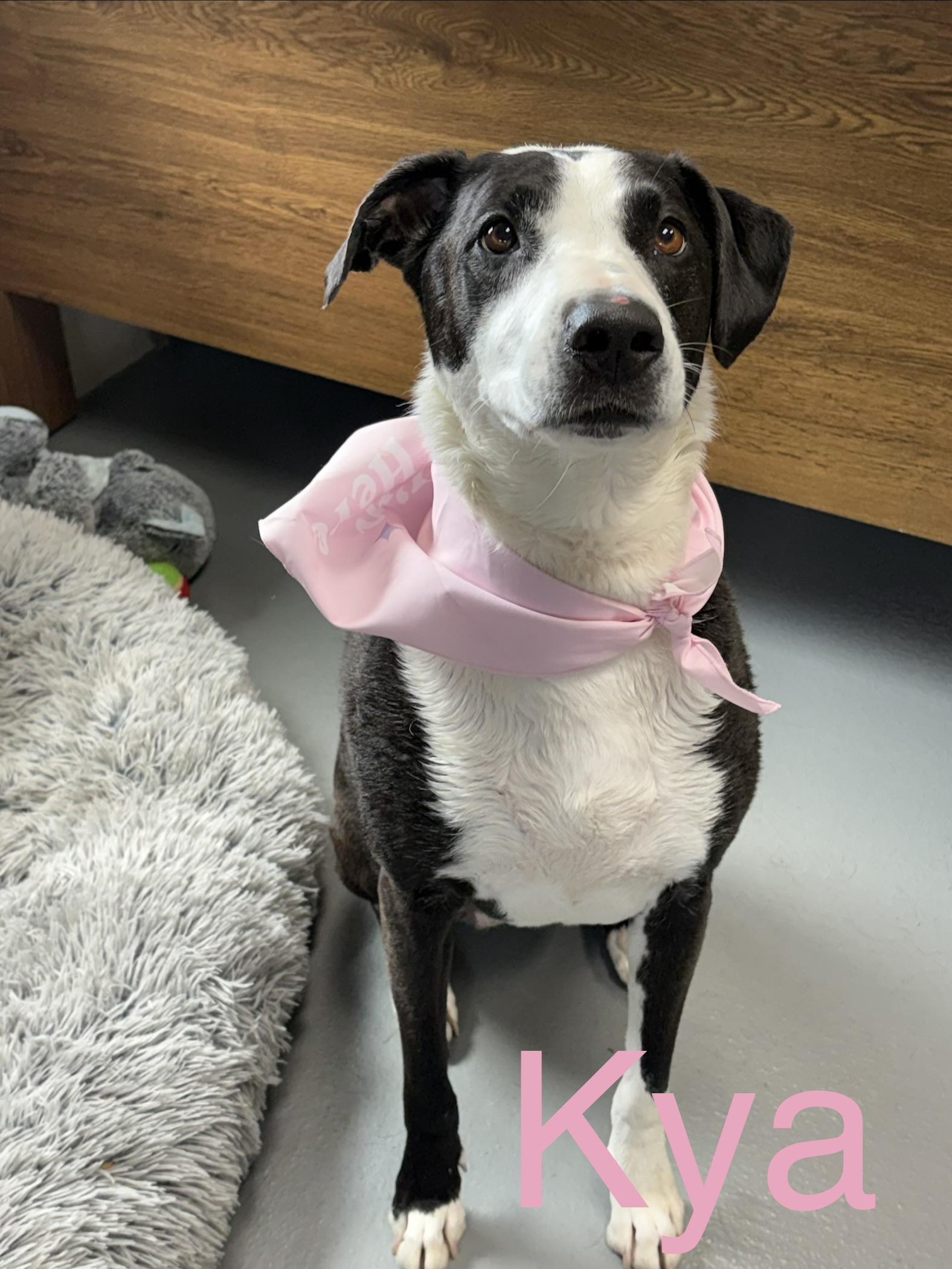 Kya, an adoptable mixed breed in Zimmerman, MN image 1/5