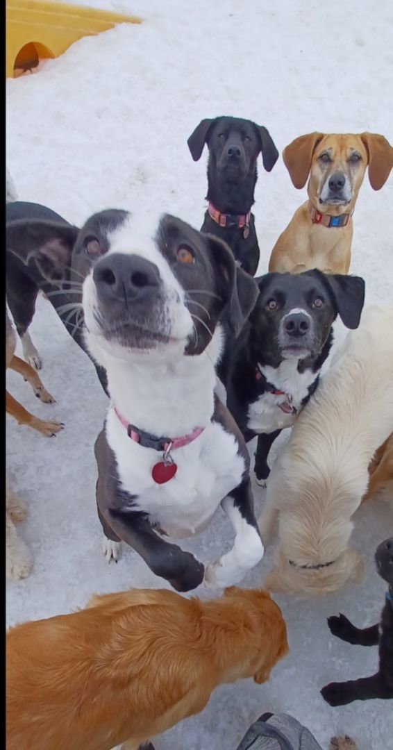 Enlarge Kya, an adoptable mixed breed in Zimmerman, MN image 4/4