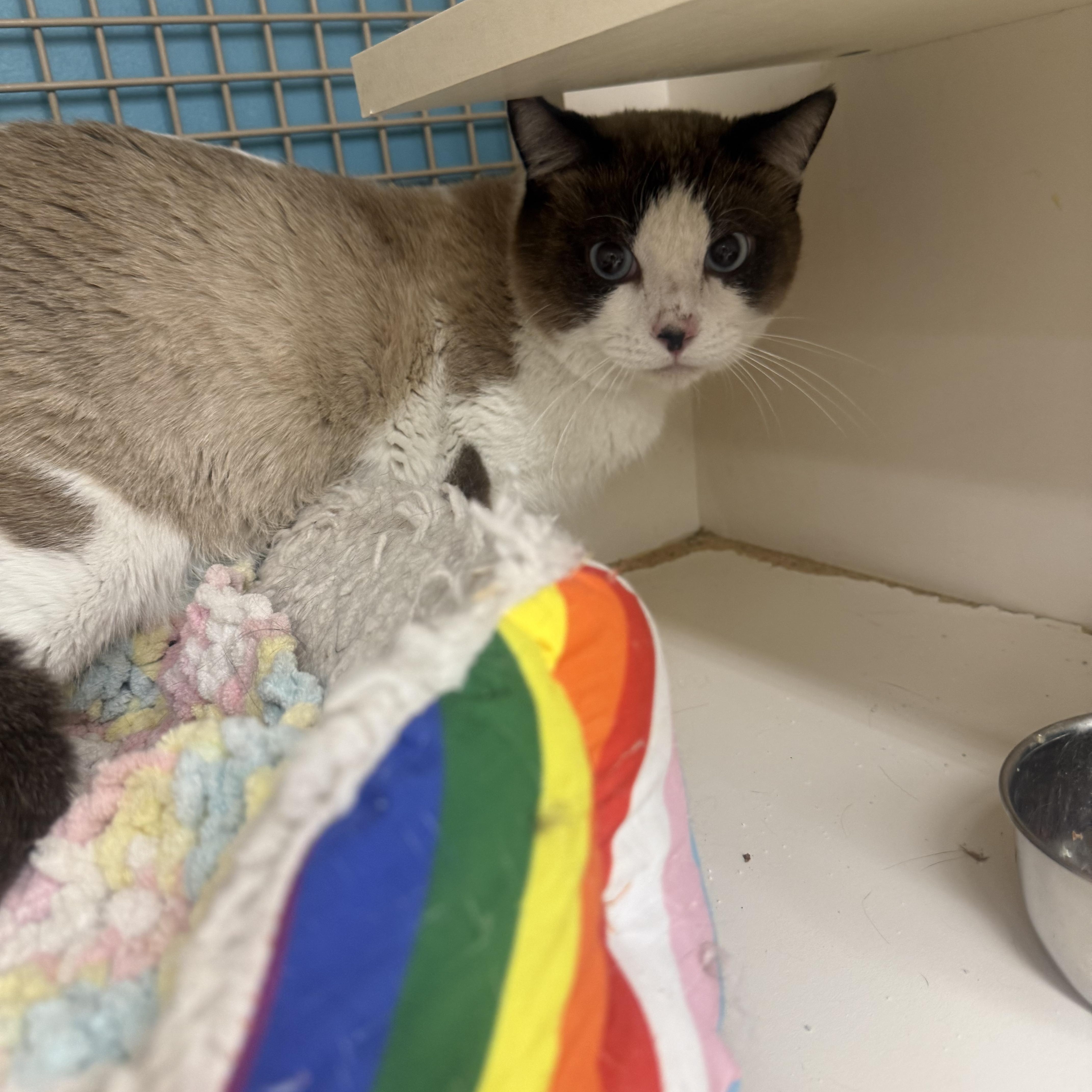 Pringle Purr, ADOPTABLE, Adult Male Snowshoe.