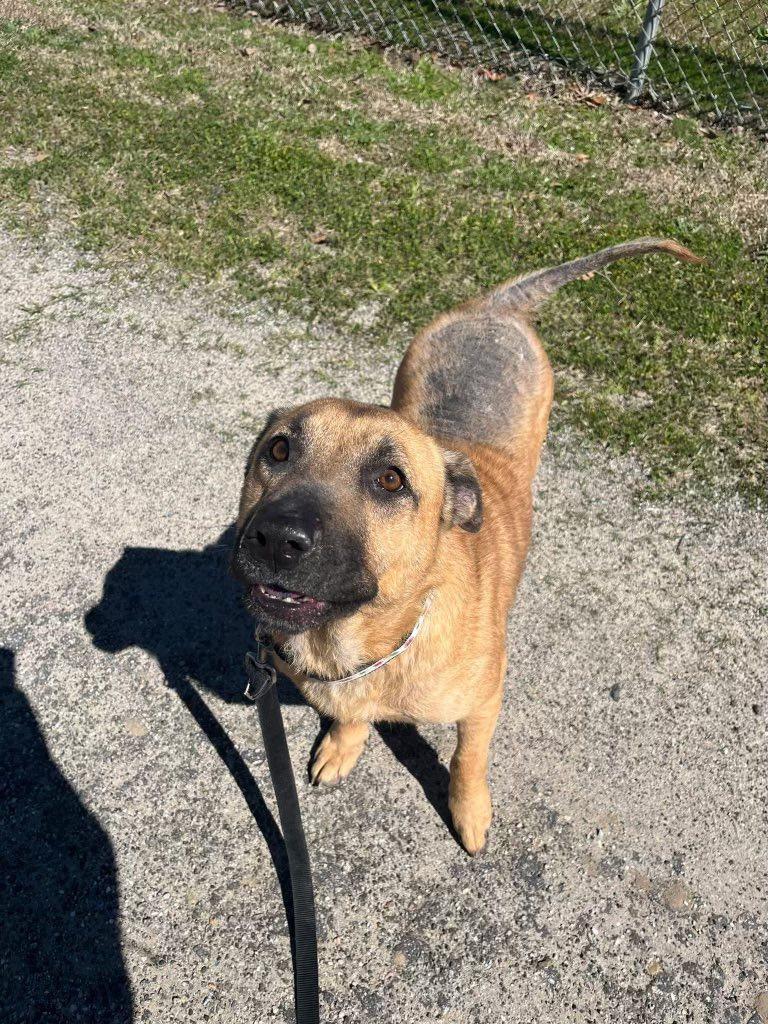 Channel, Adoptable, Adult Female Mixed Breed.