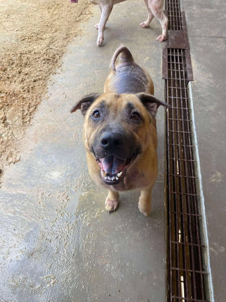 Enlarge Channel, a Adoptable mixed breed in Mullins, SC image 2/2