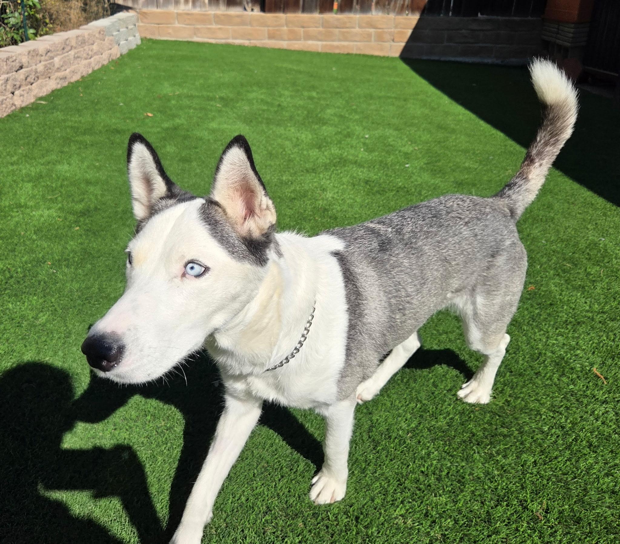 Lucky, Adoptable, Adult Female Siberian Husky.