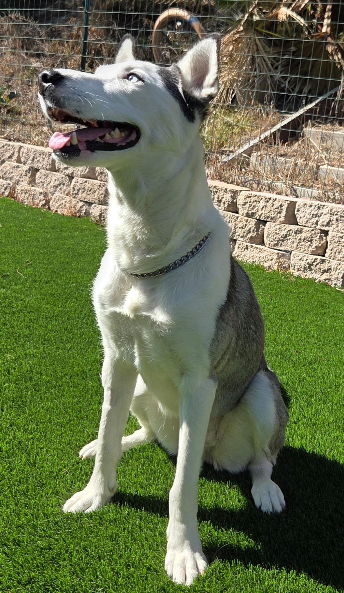 Lucky, a Adoptable Siberian Husky in Menifee, CA image 2/5