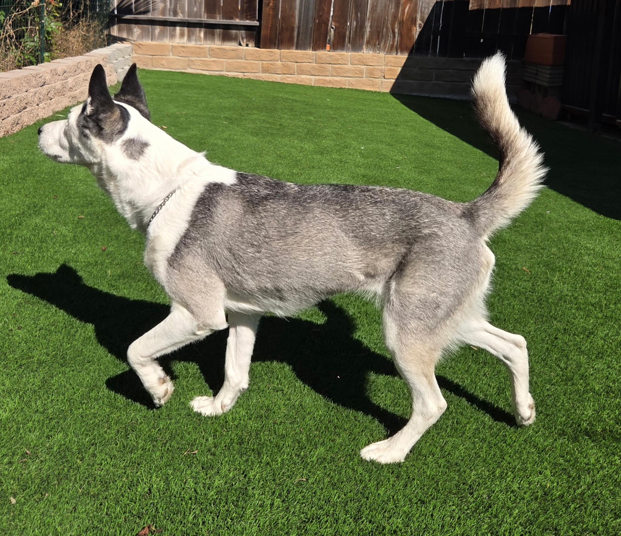 Lucky, a Adoptable Siberian Husky in Menifee, CA image 3/5