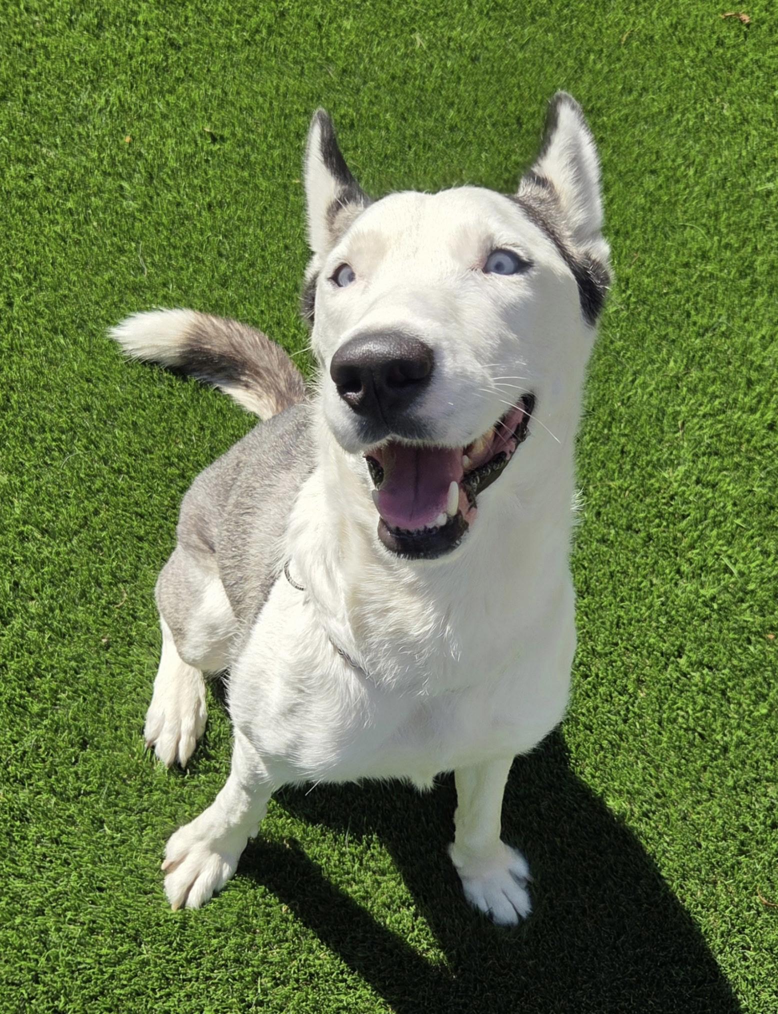 Lucky, a Adoptable Siberian Husky in Menifee, CA image 4/5