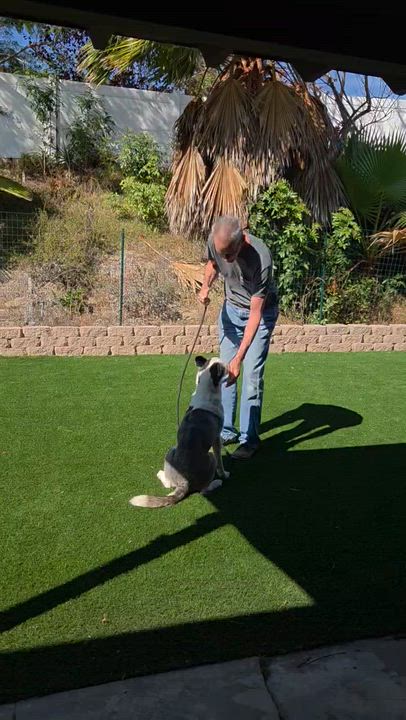 Enlarge Lucky, a Adoptable Siberian Husky in Menifee, CA video 5/5