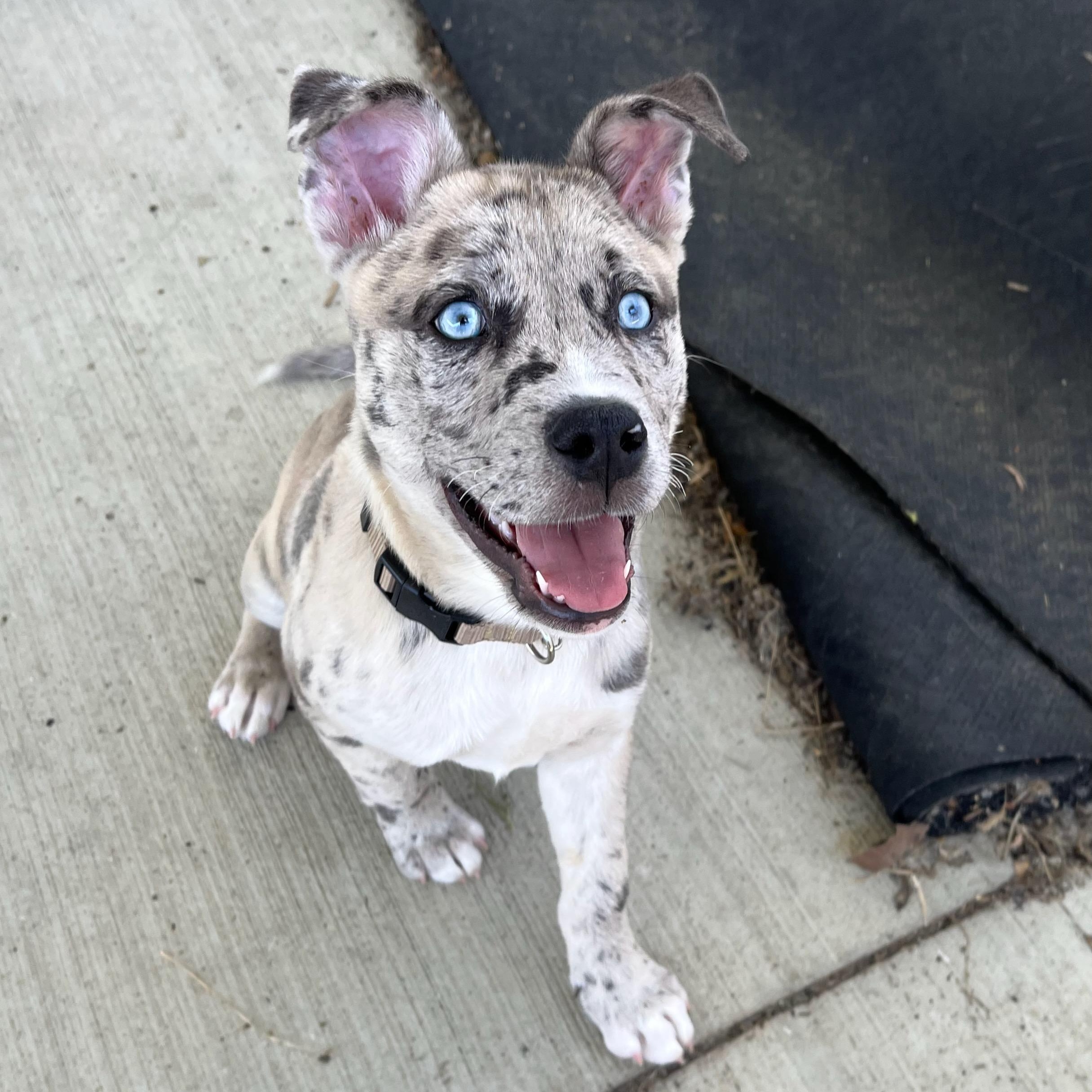 Enlarge Hawaiian Punch, an adoptable Mixed Breed in Canal Winchester, OH image 2/5