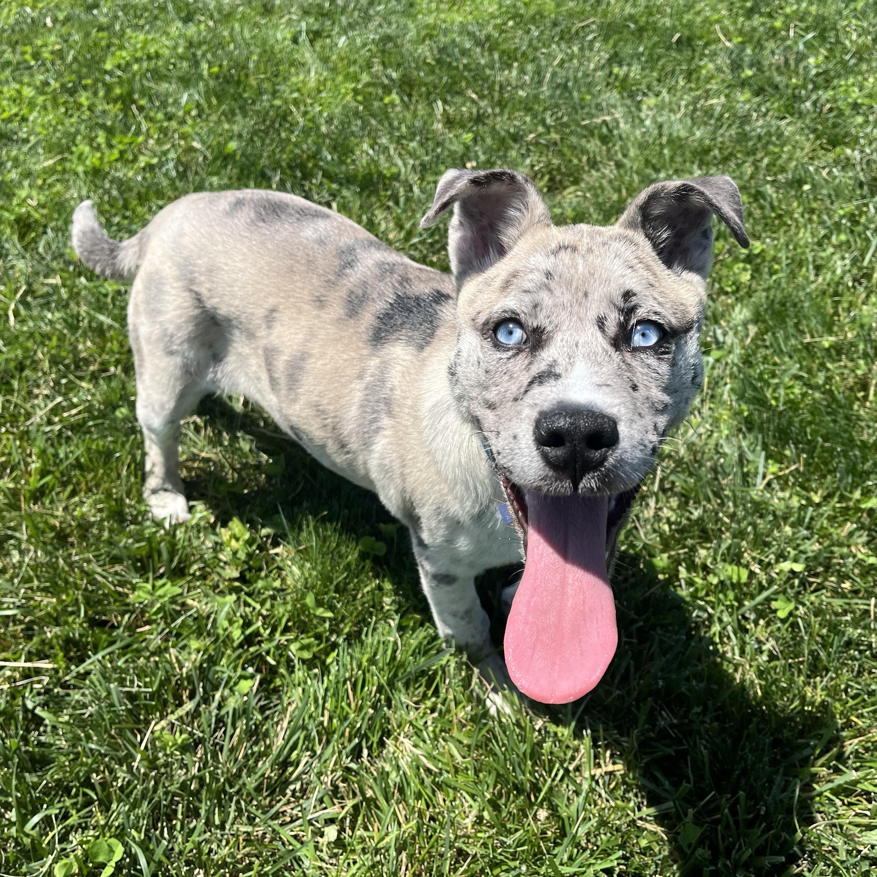 Enlarge Hawaiian Punch, an adoptable Mixed Breed in Canal Winchester, OH image 1/5