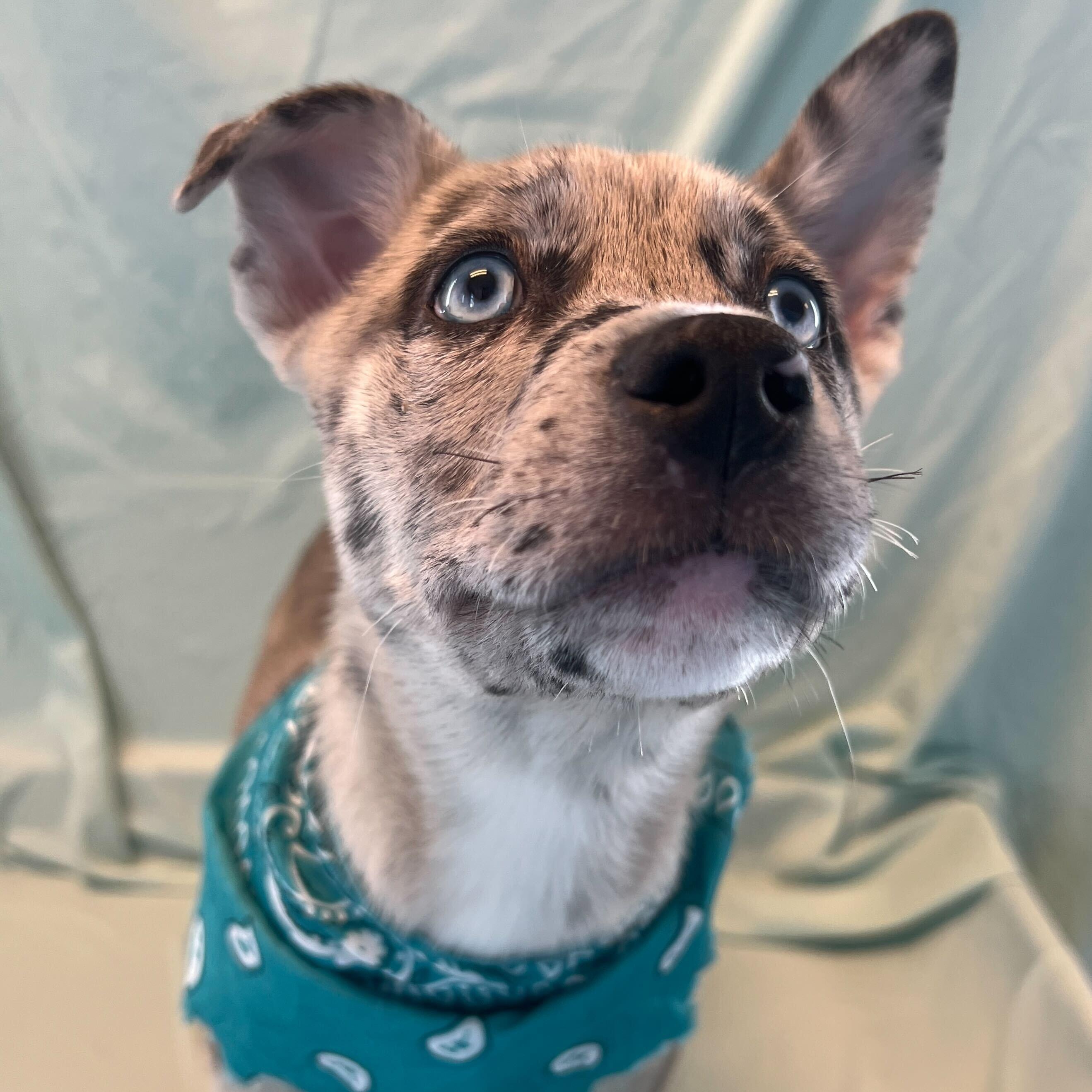 Enlarge Hawaiian Punch, an adoptable Mixed Breed in Canal Winchester, OH image 3/3