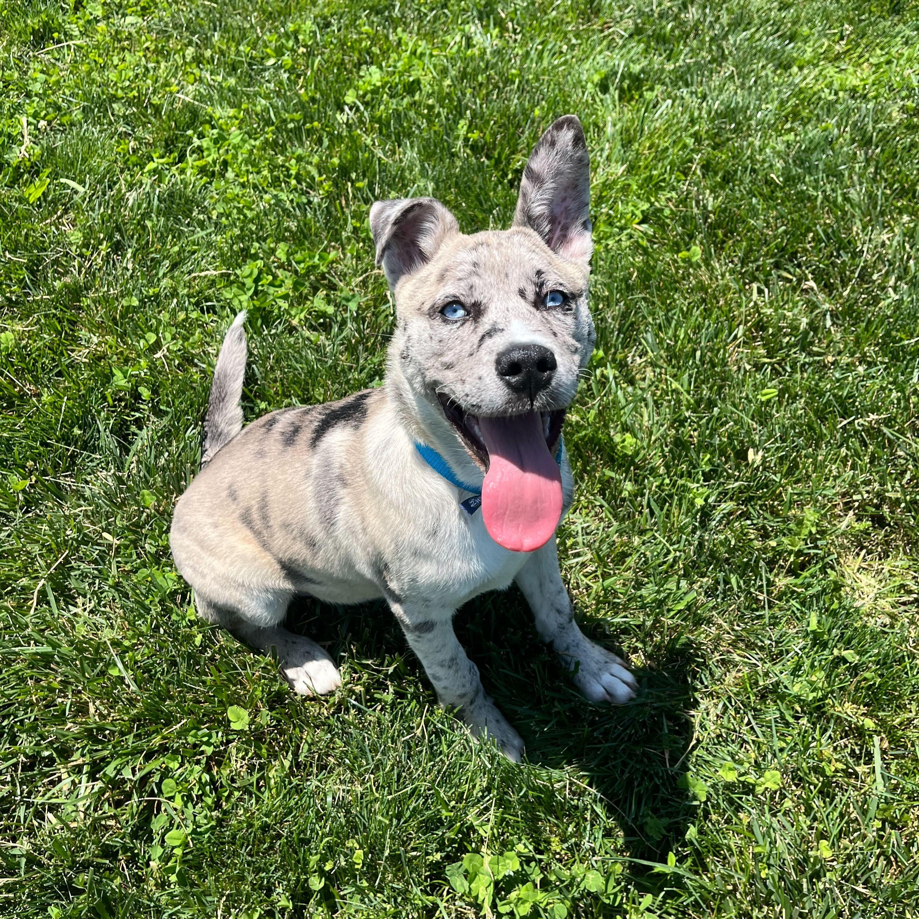 Enlarge Hawaiian Punch, an adoptable Mixed Breed in Canal Winchester, OH image 3/5