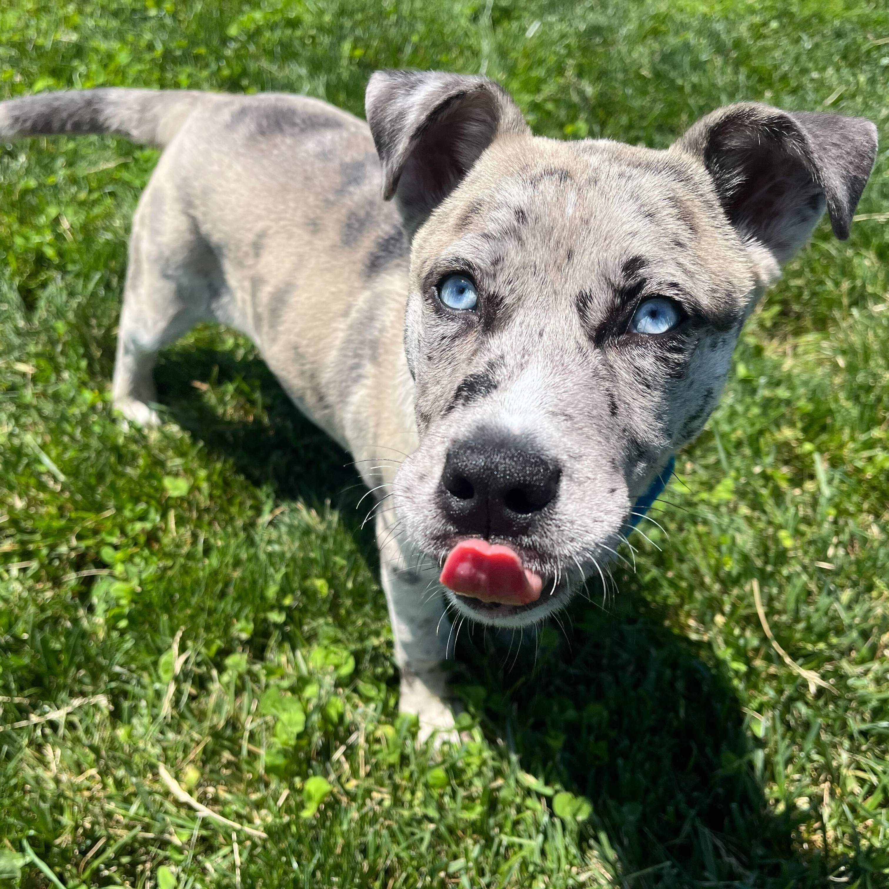 Enlarge Hawaiian Punch, an adoptable Mixed Breed in Canal Winchester, OH image 4/5