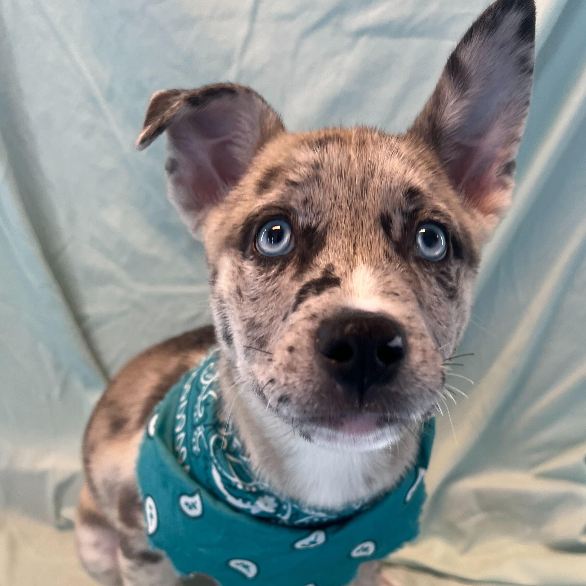 Enlarge Hawaiian Punch, an adoptable Mixed Breed in Canal Winchester, OH image 1/3