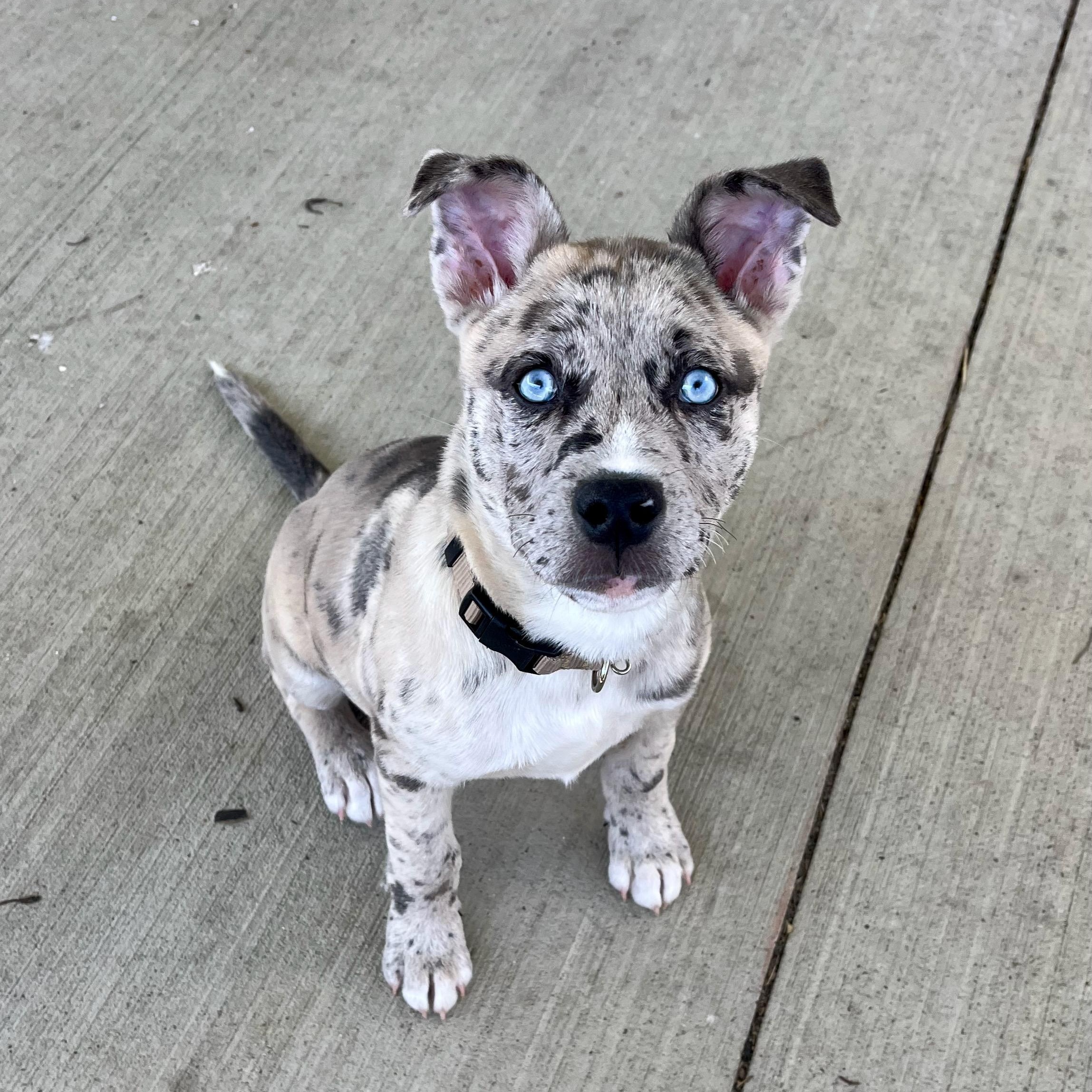 Enlarge Hawaiian Punch, an adoptable Mixed Breed in Canal Winchester, OH image 5/5