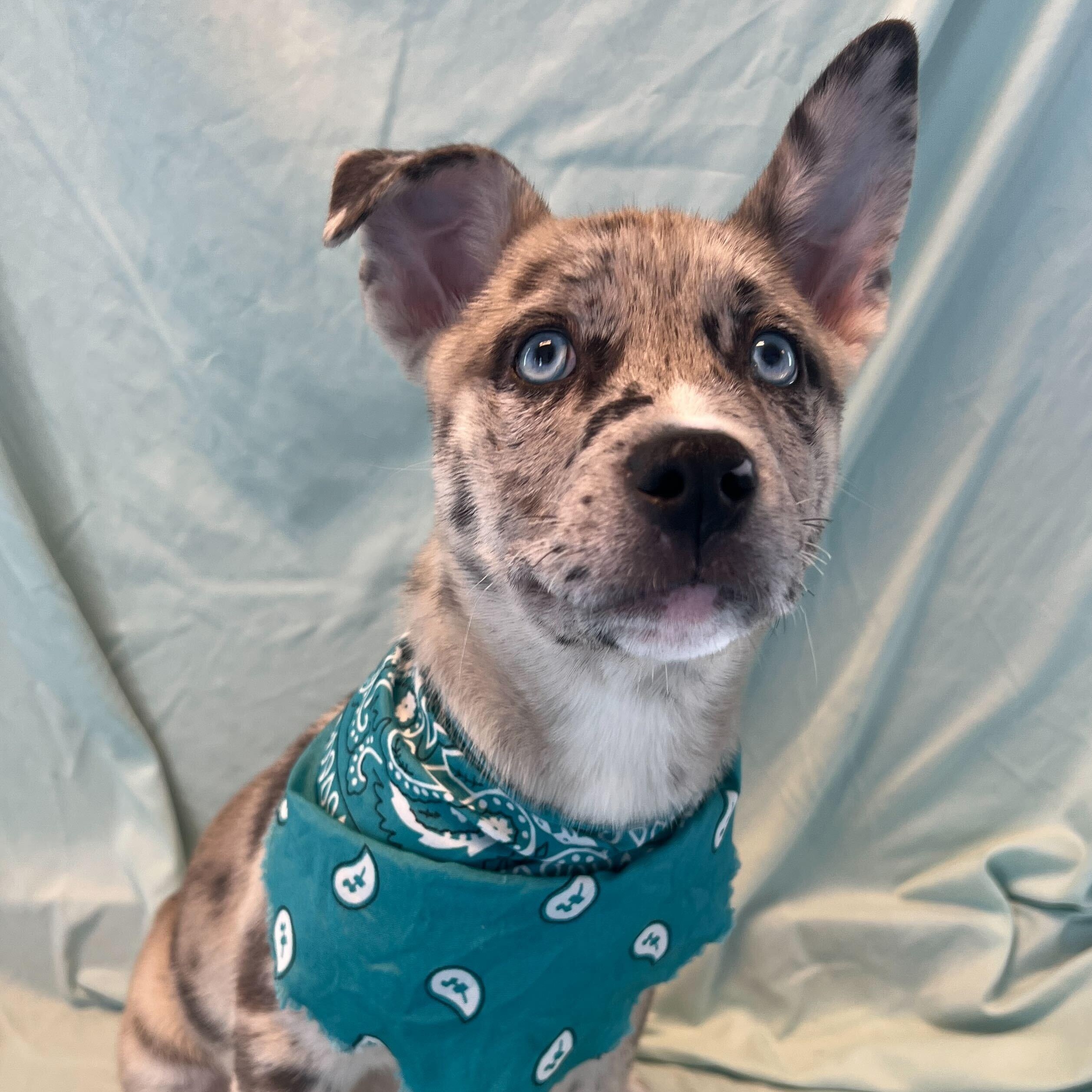 Enlarge Hawaiian Punch, an adoptable Mixed Breed in Canal Winchester, OH image 2/3