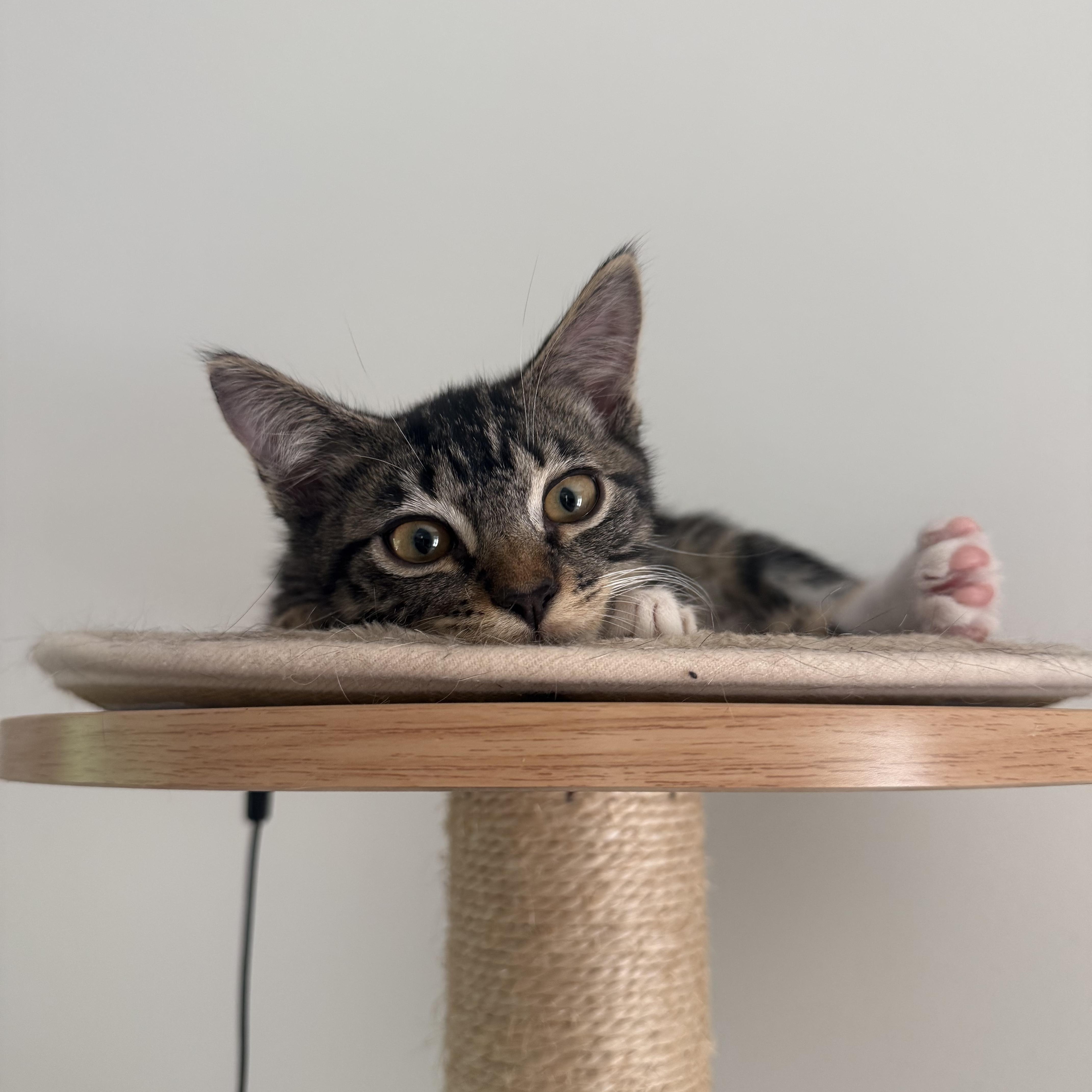 Nathaniel (velcro kitty- video included), a Adoptable mixed breed in Atlanta, GA image 5/6