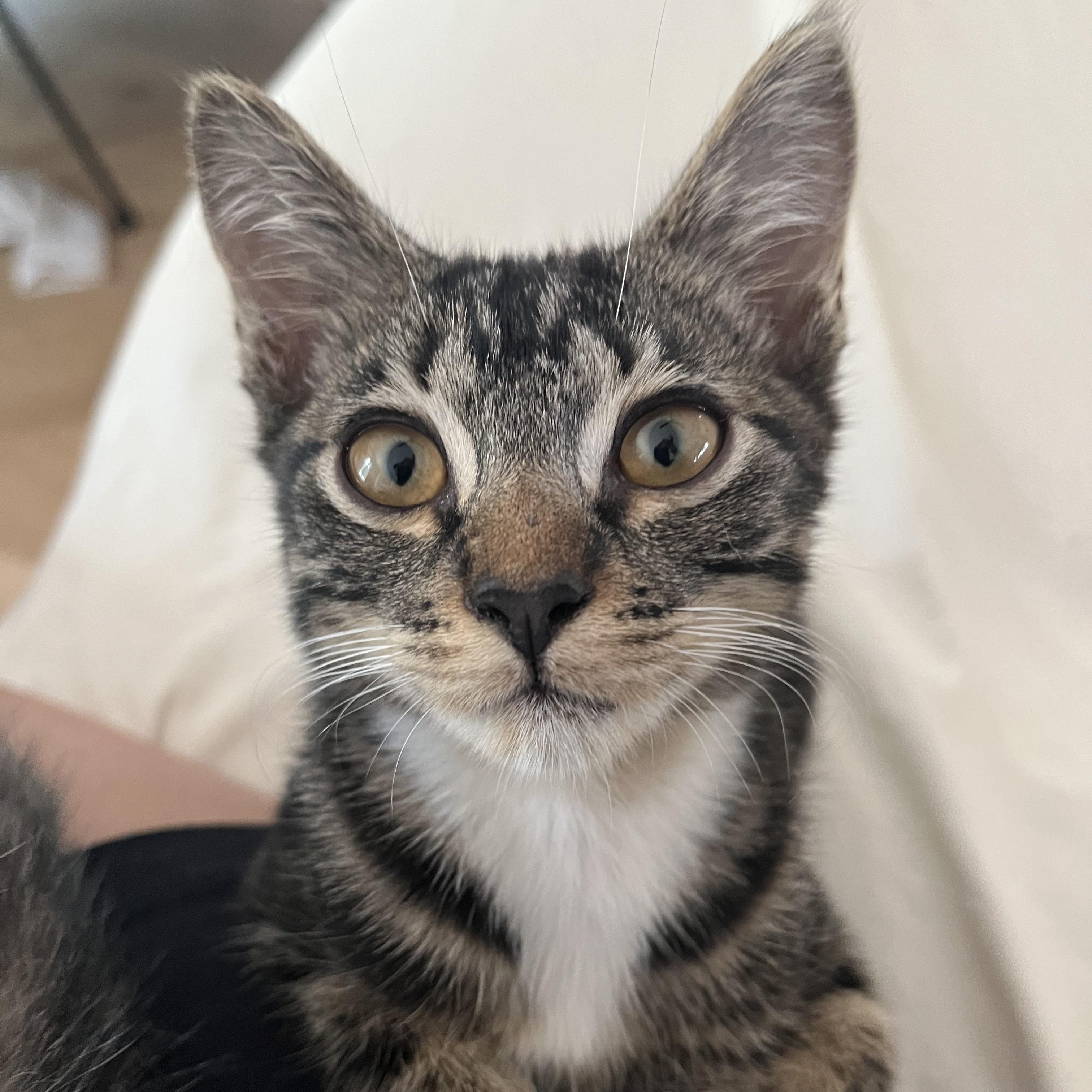 Nathaniel (velcro kitty- video included), a Adoptable mixed breed in Atlanta, GA image 4/6