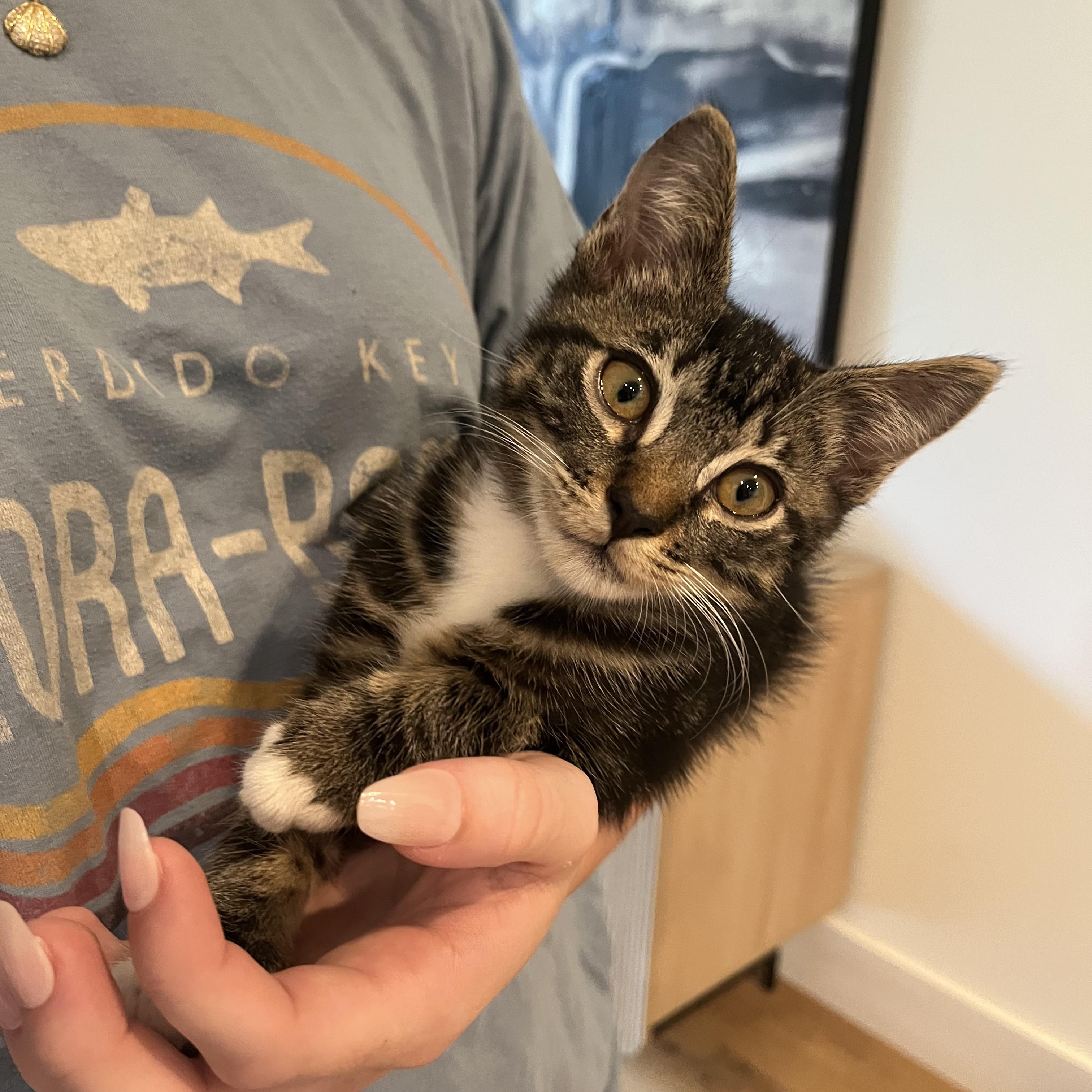 Nathaniel (velcro kitty- video included), a Adoptable mixed breed in Atlanta, GA image 6/6