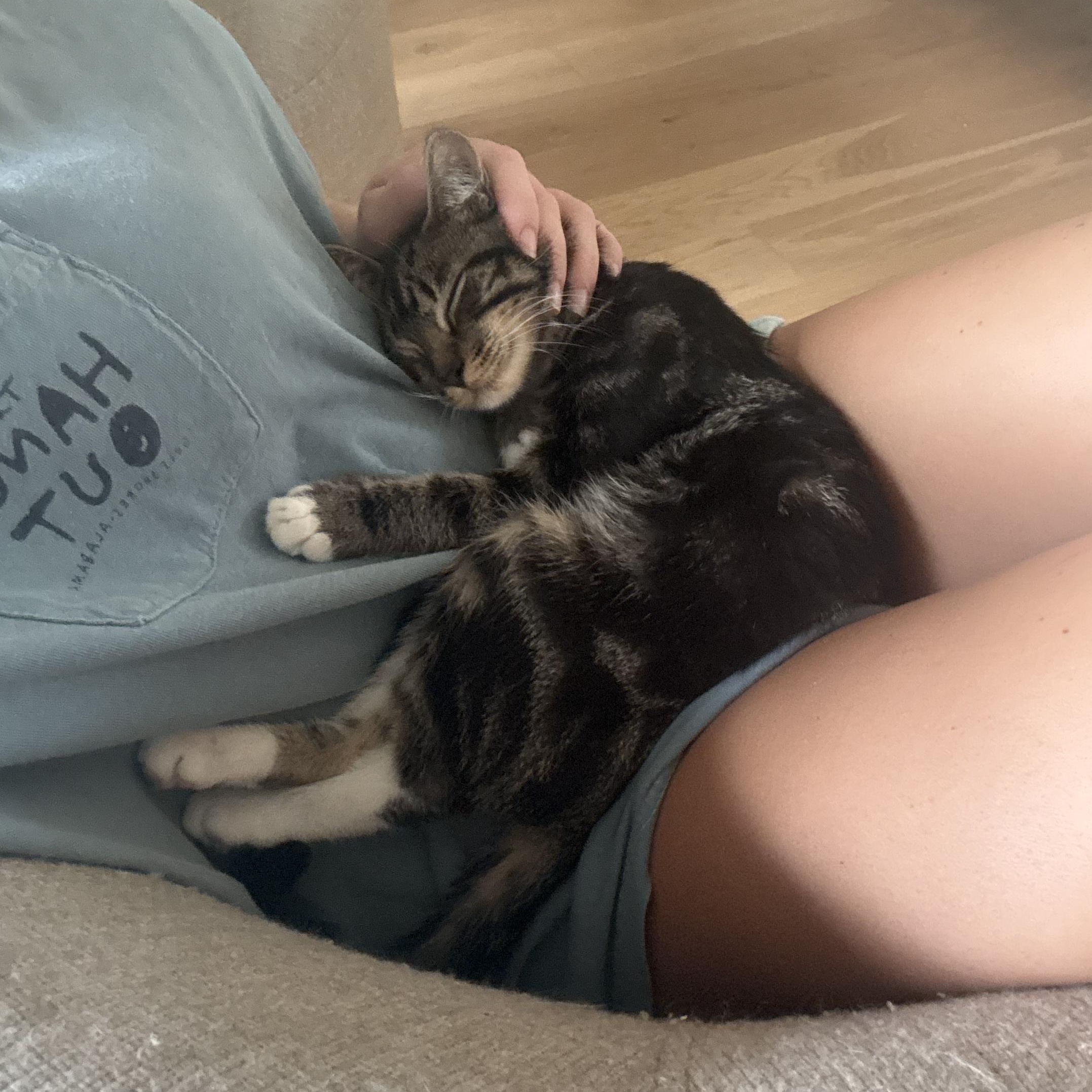 Nathaniel (velcro kitty- video included), Adoptable, Kitten Male Domestic Medium Hair.