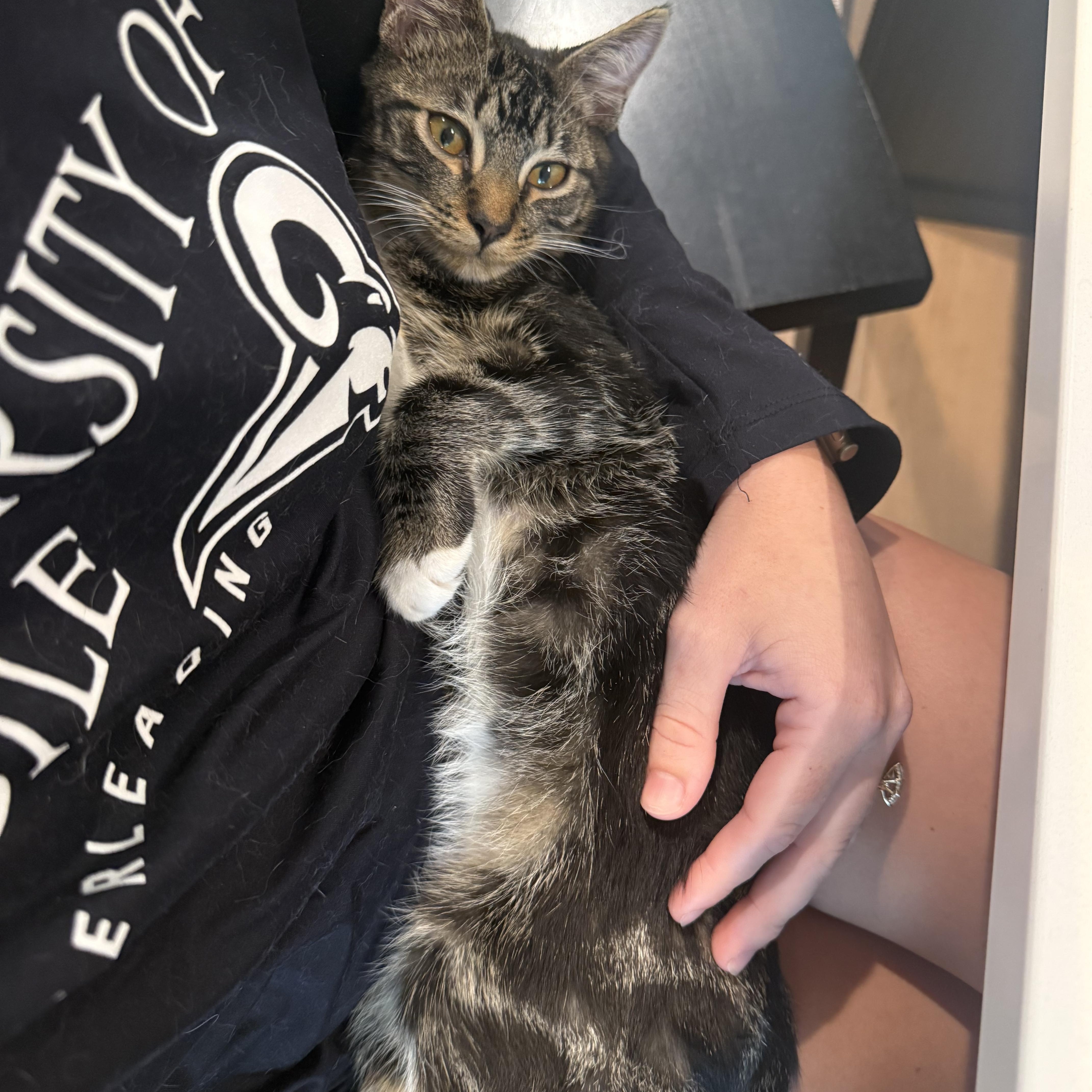 Nathaniel (velcro kitty- video included), a Adoptable mixed breed in Atlanta, GA image 6/6
