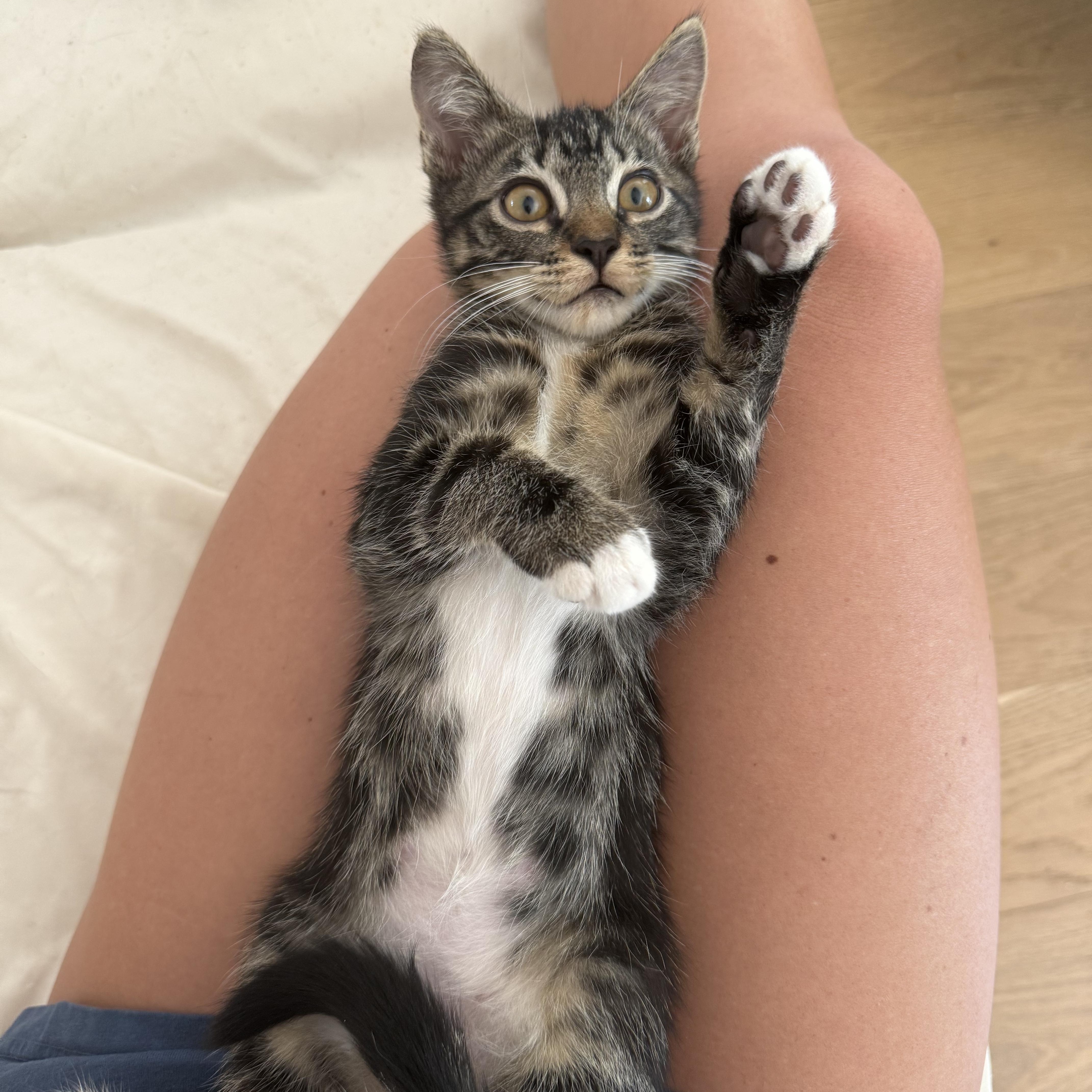 Nathaniel (velcro kitty- video included), a Adoptable mixed breed in Atlanta, GA image 2/6