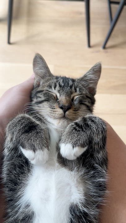 Enlarge Nathaniel (velcro kitty- video included), a Adoptable mixed breed in Atlanta, GA video 3/6