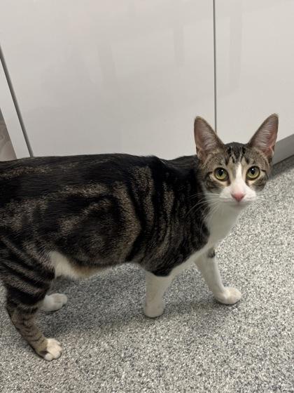 Enlarge Ziti (FIV+), a Adoptable mixed breed in Tinley Park, IL image 1/6