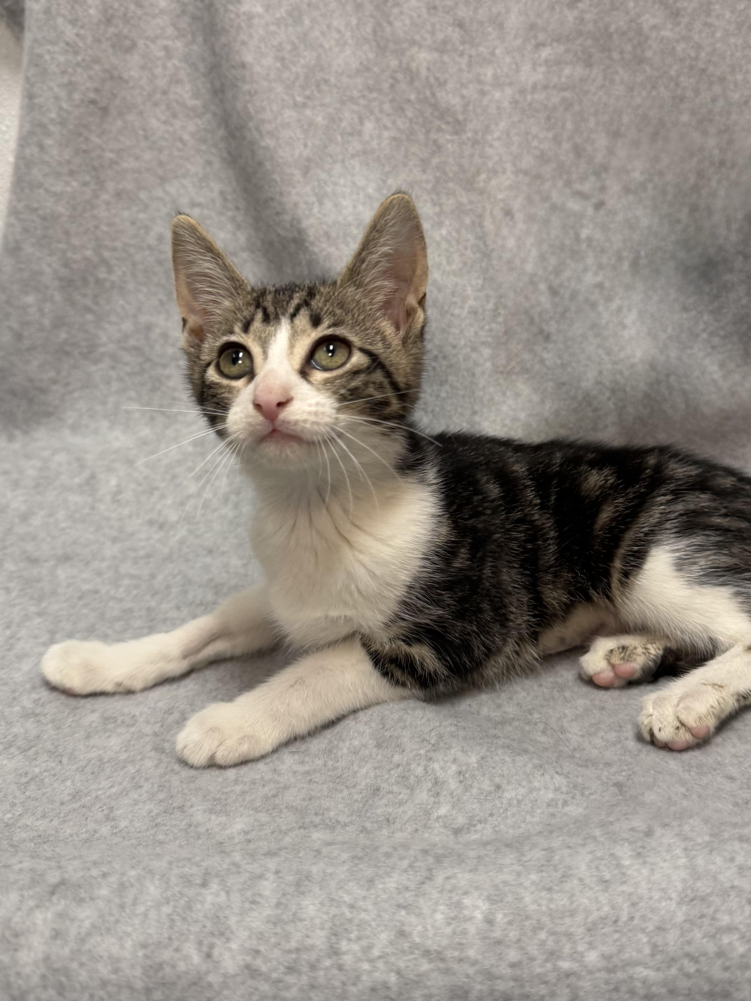 Enlarge Ziti (FIV+), a Adoptable mixed breed in Tinley Park, IL image 1/1