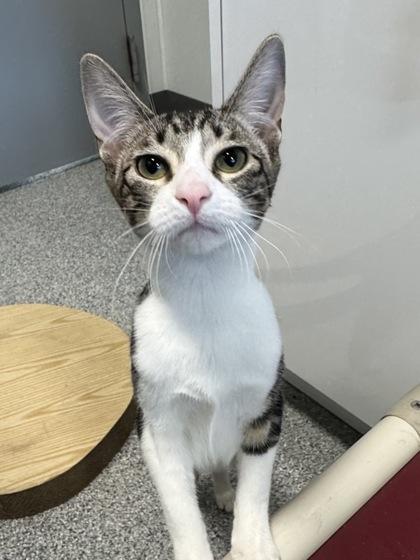 Enlarge Ziti (FIV+), a Adoptable mixed breed in Tinley Park, IL image 3/6