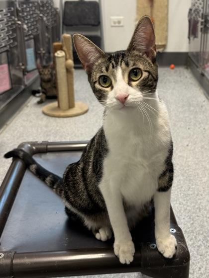 Enlarge Ziti (FIV+), a Adoptable mixed breed in Tinley Park, IL image 4/6