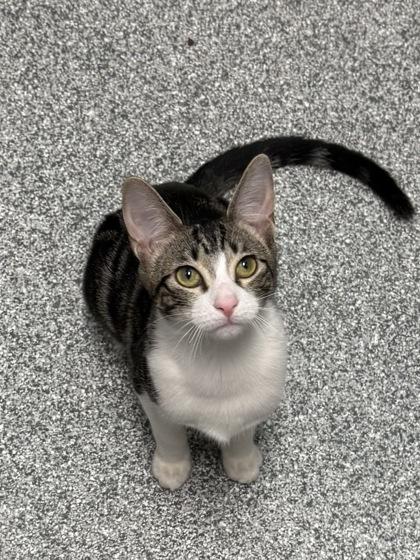 Enlarge Ziti (FIV+), a Adoptable mixed breed in Tinley Park, IL image 5/6