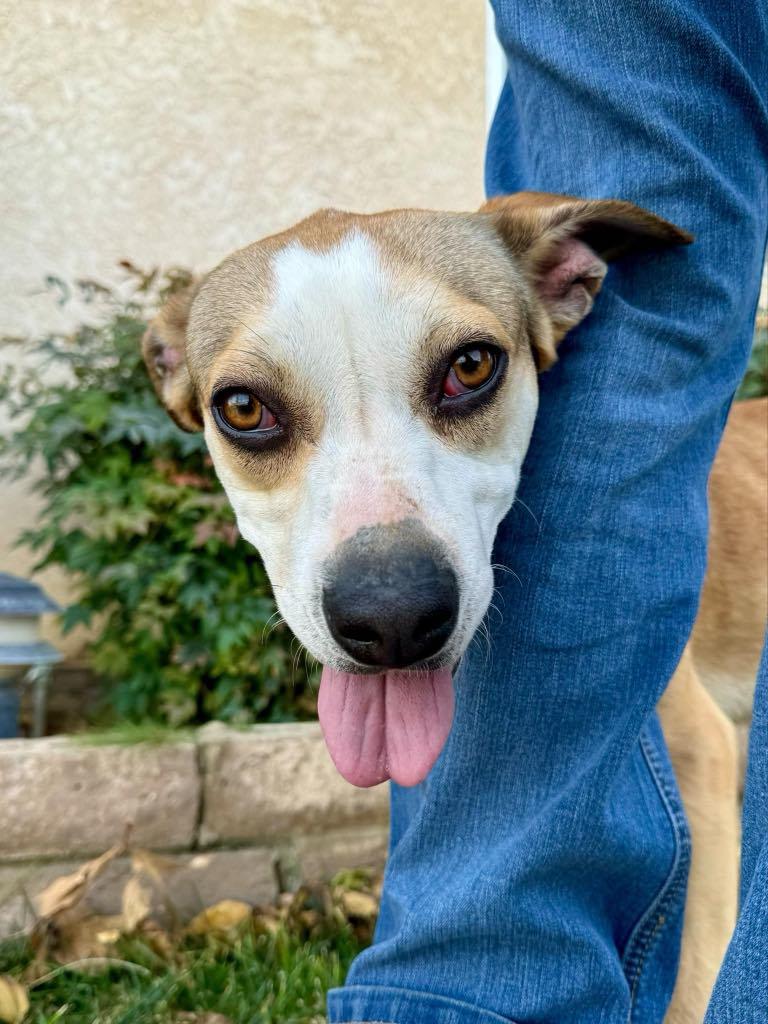 Enlarge Melby, a Adoptable mixed breed in Agua Dulce, CA image 1/6