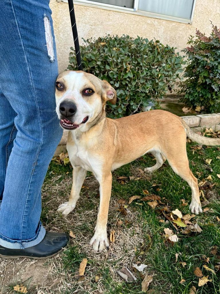Enlarge Melby, a Adoptable mixed breed in Agua Dulce, CA image 4/6