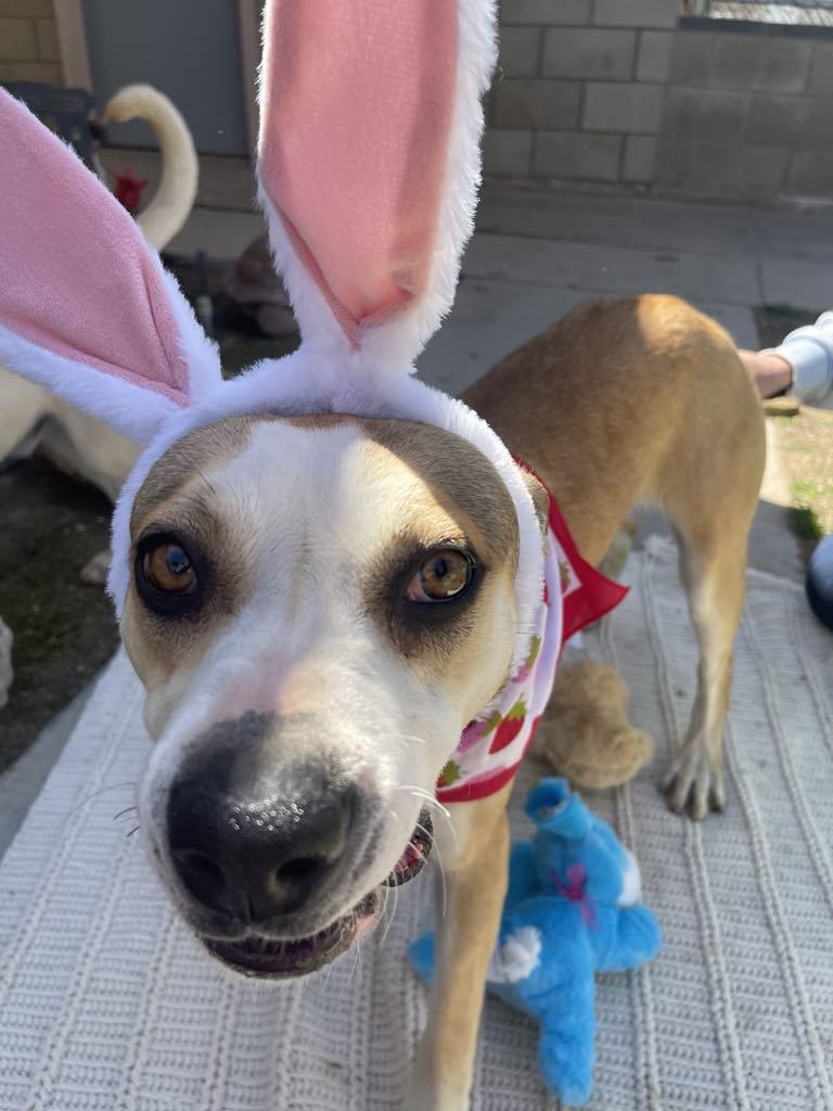 Enlarge Melby, a Adoptable mixed breed in Agua Dulce, CA image 5/6