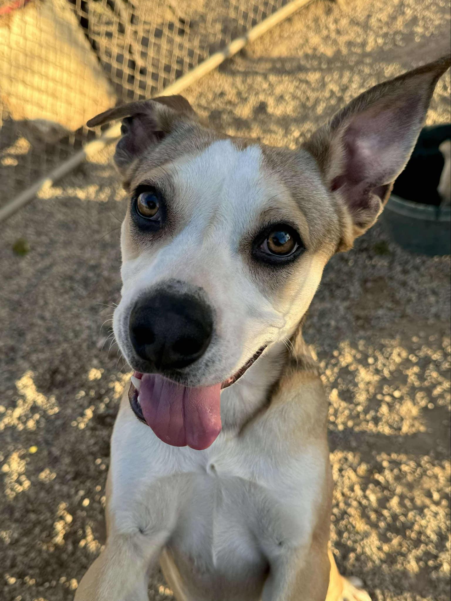 Enlarge Melby, a Adoptable mixed breed in Agua Dulce, CA image 6/6