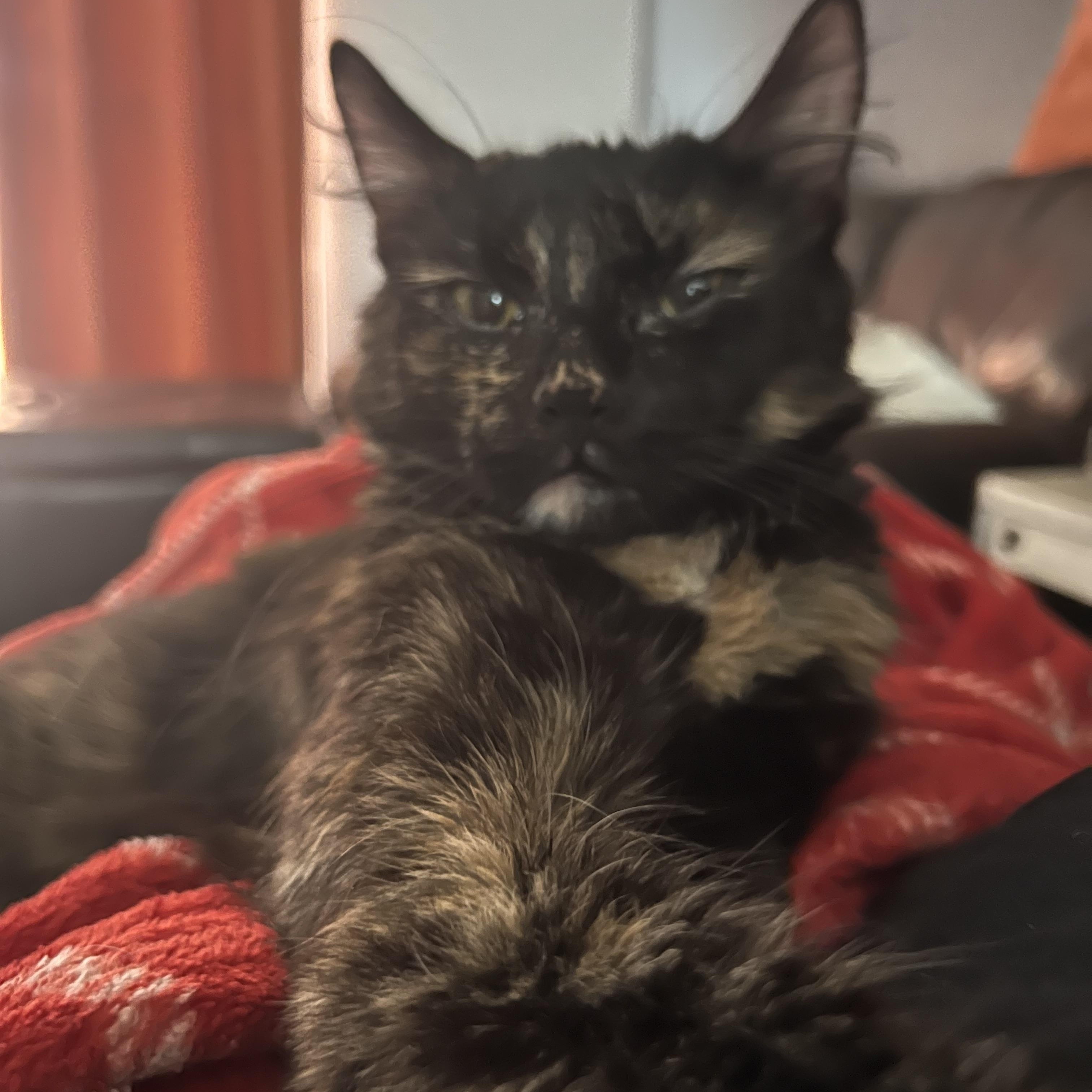 Hermione