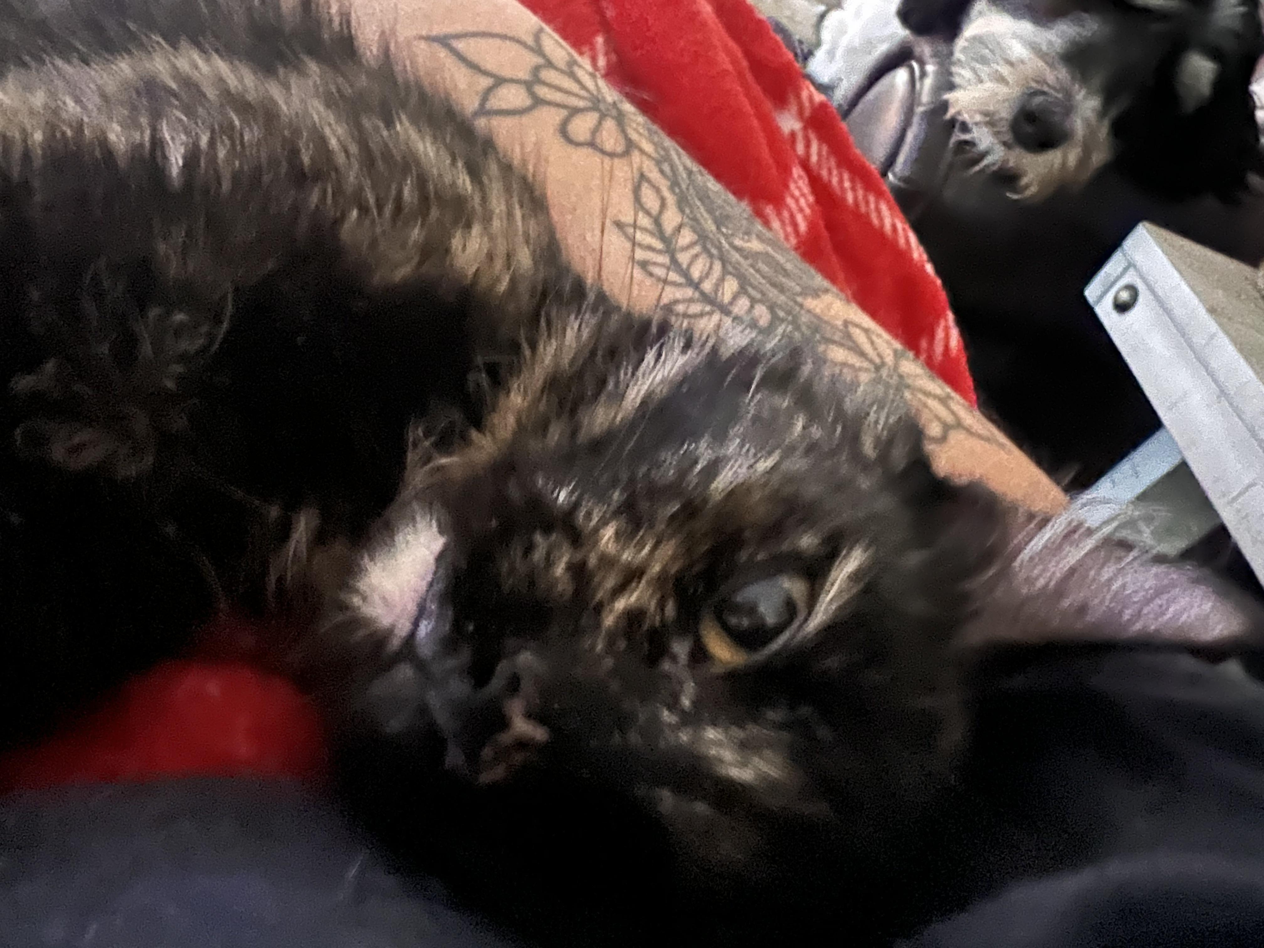 Hermione