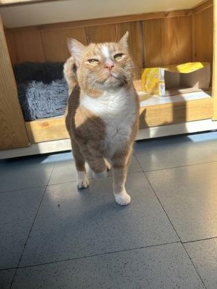 Remy, ADOPTABLE, Adult Female Domestic Short Hair.