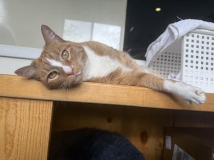 Enlarge Remy, a ADOPTABLE Domestic Short Hair in Steamboat Springs, CO image 2/3